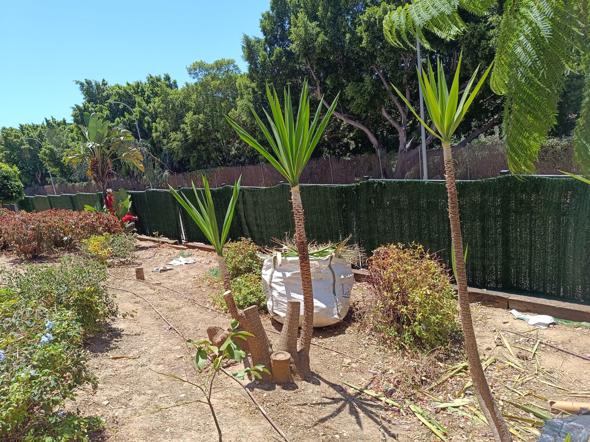 Trabajo de conservación de plantas y arbustos en un jardín