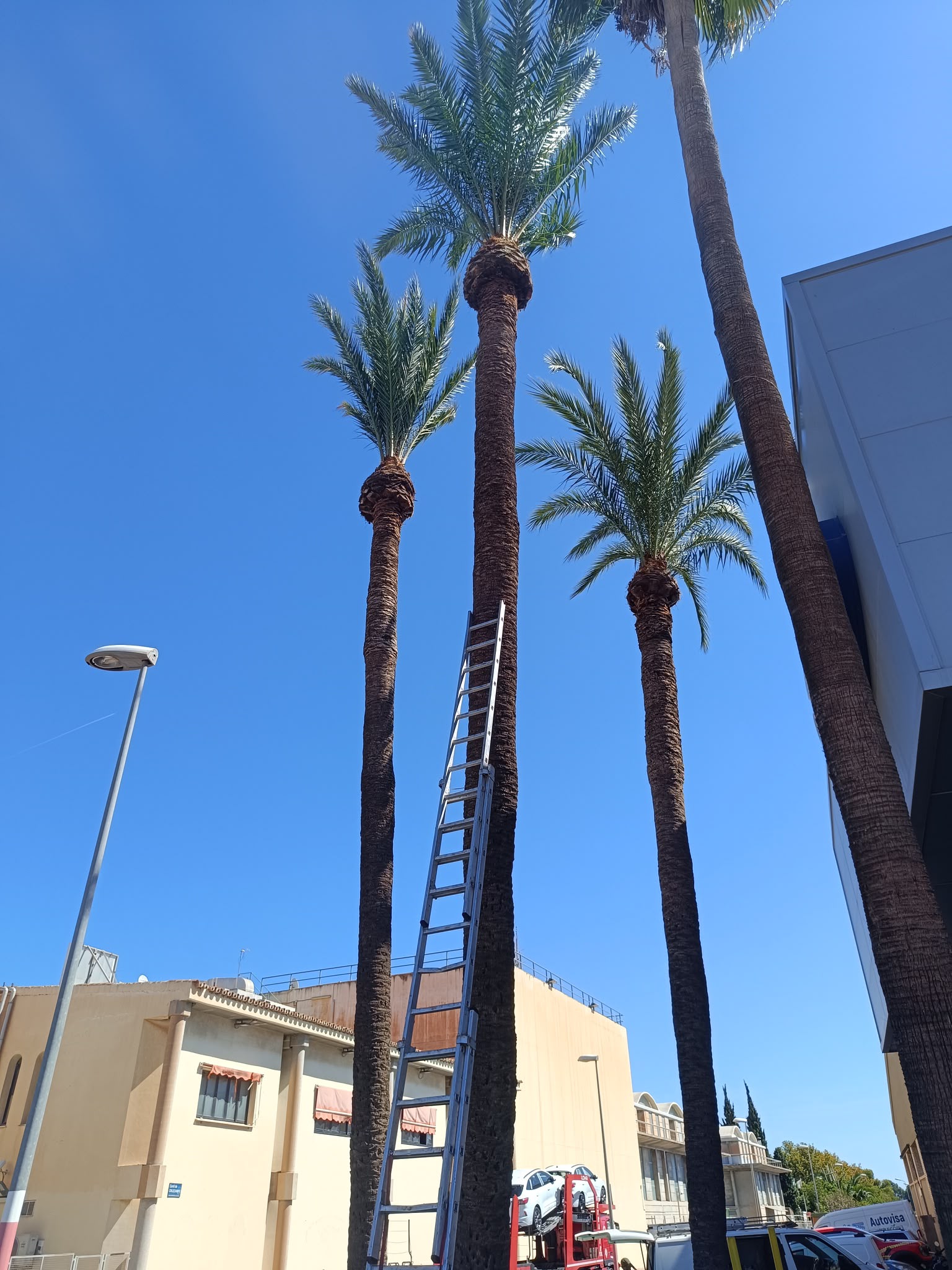 Palmeras y escalera durante trabajos de poda
